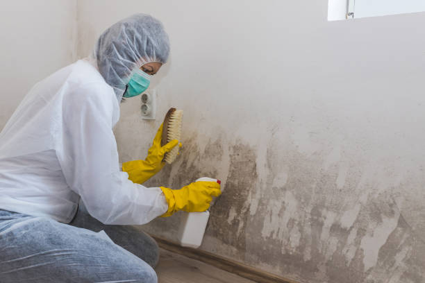 Best Emergency Mold Remediation in Richfield Springs, NY